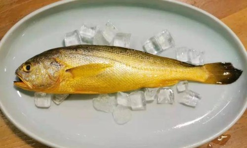 笔管鱼的营养价值和鱿鱼的区别-笔管鱼的营养价值网 :分享笔管鱼的营养价值及功效-笔管鱼的营养价值和功效知识